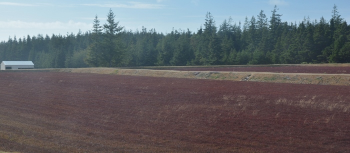 bog with dry berries